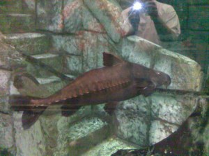 Shark Reef Aquarium Las Vegas, Shark Reef, Shark Reef at Mandalay Bay, Shark Reef at Mandalay Bay Resort & Casino, Shark Reef Aquarium at Mandalay Bay Hotel & Casino, Mandalay Bay Las Vegas, Las Vegas, Las Vegas Strip, Las Vegas Boulevard