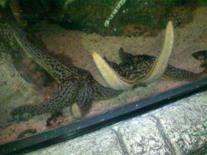 Shark Reef Aquarium Las Vegas, Shark Reef, Shark Reef at Mandalay Bay, Shark Reef at Mandalay Bay Resort & Casino, Shark Reef Aquarium at Mandalay Bay Hotel & Casino, Mandalay Bay Las Vegas, Las Vegas, Las Vegas Strip, Las Vegas Boulevard