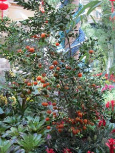 Chinese New Year at Bellagio Conservatory, Bellagio Conservatory, Bellagio Las Vegas, Bellagio Hotel & Casino Las Vegas, Bellagio Resort & Casino Las Vegas, Bellagio Hotel & Casino, Bellagio Resort & Casino, Bellagio Conservatory & Botanical Garden, Bellagio Botanical Garden, Las Vegas Boulevard, Las Vegas, Las Vegas Strip, Mlife, MGM Resorts, Steve Wynn