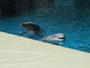 Siegfried & Roy's Secret Garden and Dolphin Habitat, Siegfried & Roy's Secret Garden at Mirage Las Vegas, Dolphin Habitat at Mirage Las Vegas, Trainer for a day at Mirage Las Vegas, Mirage Hotel & Casino Las Vegas, Mirage Las Vegas, Siegfried & Roy, Siegfried & Roy Las Vegas, Siegfried & Roy at Mirage Las Vegas, Siegfried & Roy's Secret Garden and Dolphin Habitat Las Vegas, Las Vegas Strip, Las Vegas Boulevard