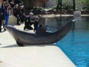 Siegfried & Roy's Secret Garden and Dolphin Habitat, Siegfried & Roy's Secret Garden at Mirage Las Vegas, Dolphin Habitat at Mirage Las Vegas, Trainer for a day at Mirage Las Vegas, Mirage Hotel & Casino Las Vegas, Mirage Las Vegas, Siegfried & Roy, Siegfried & Roy Las Vegas, Siegfried & Roy at Mirage Las Vegas, Siegfried & Roy's Secret Garden and Dolphin Habitat Las Vegas, Las Vegas Strip, Las Vegas Boulevard