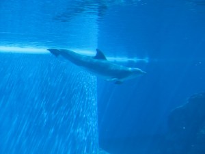 Siegfried & Roy's Secret Garden and Dolphin Habitat, Siegfried & Roy's Secret Garden at Mirage Las Vegas, Dolphin Habitat at Mirage Las Vegas, Trainer for a day at Mirage Las Vegas, Mirage Hotel & Casino Las Vegas, Mirage Las Vegas, Siegfried & Roy, Siegfried & Roy Las Vegas, Siegfried & Roy at Mirage Las Vegas, Siegfried & Roy's Secret Garden and Dolphin Habitat Las Vegas, Las Vegas Strip, Las Vegas Boulevard