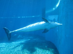 Siegfried & Roy's Secret Garden and Dolphin Habitat, Siegfried & Roy's Secret Garden at Mirage Las Vegas, Dolphin Habitat at Mirage Las Vegas, Trainer for a day at Mirage Las Vegas, Mirage Hotel & Casino Las Vegas, Mirage Las Vegas, Siegfried & Roy, Siegfried & Roy Las Vegas, Siegfried & Roy at Mirage Las Vegas, Siegfried & Roy's Secret Garden and Dolphin Habitat Las Vegas, Las Vegas Strip, Las Vegas Boulevard