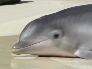 Siegfried & Roy's Secret Garden and Dolphin Habitat, Siegfried & Roy's Secret Garden at Mirage Las Vegas, Dolphin Habitat at Mirage Las Vegas, Trainer for a day at Mirage Las Vegas, Mirage Hotel & Casino Las Vegas, Mirage Las Vegas, Siegfried & Roy, Siegfried & Roy Las Vegas, Siegfried & Roy at Mirage Las Vegas, Siegfried & Roy's Secret Garden and Dolphin Habitat Las Vegas, Las Vegas Strip, Las Vegas Boulevard