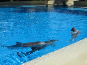 Siegfried & Roy's Secret Garden and Dolphin Habitat, Siegfried & Roy's Secret Garden at Mirage Las Vegas, Dolphin Habitat at Mirage Las Vegas, Trainer for a day at Mirage Las Vegas, Mirage Hotel & Casino Las Vegas, Mirage Las Vegas, Siegfried & Roy, Siegfried & Roy Las Vegas, Siegfried & Roy at Mirage Las Vegas, Siegfried & Roy's Secret Garden and Dolphin Habitat Las Vegas, Las Vegas Strip, Las Vegas Boulevard