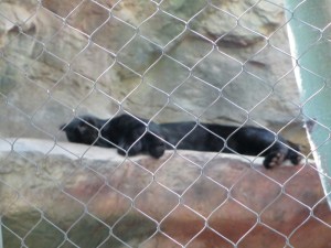 Siegfried & Roy's Secret Garden and Dolphin Habitat, Siegfried & Roy's Secret Garden at Mirage Las Vegas, Dolphin Habitat at Mirage Las Vegas, Trainer for a day at Mirage Las Vegas, Mirage Hotel & Casino Las Vegas, Mirage Las Vegas, Siegfried & Roy, Siegfried & Roy Las Vegas, Siegfried & Roy at Mirage Las Vegas, Siegfried & Roy's Secret Garden and Dolphin Habitat Las Vegas, Las Vegas Strip, Las Vegas Boulevard