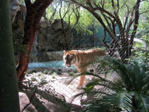 Siegfried & Roy's Secret Garden and Dolphin Habitat, Siegfried & Roy's Secret Garden at Mirage Las Vegas, Dolphin Habitat at Mirage Las Vegas, Trainer for a day at Mirage Las Vegas, Mirage Hotel & Casino Las Vegas, Mirage Las Vegas, Siegfried & Roy, Siegfried & Roy Las Vegas, Siegfried & Roy at Mirage Las Vegas, Siegfried & Roy's Secret Garden and Dolphin Habitat Las Vegas, Las Vegas Strip, Las Vegas Boulevard