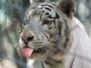 Siegfried & Roy's Secret Garden and Dolphin Habitat, Siegfried & Roy's Secret Garden at Mirage Las Vegas, Dolphin Habitat at Mirage Las Vegas, Trainer for a day at Mirage Las Vegas, Mirage Hotel & Casino Las Vegas, Mirage Las Vegas, Siegfried & Roy, Siegfried & Roy Las Vegas, Siegfried & Roy at Mirage Las Vegas, Siegfried & Roy's Secret Garden and Dolphin Habitat Las Vegas, Las Vegas Strip, Las Vegas Boulevard