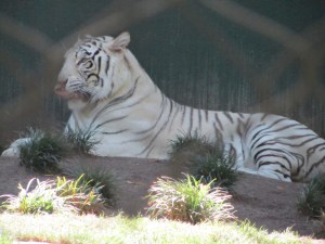 Siegfried & Roy's Secret Garden and Dolphin Habitat, Siegfried & Roy's Secret Garden at Mirage Las Vegas, Dolphin Habitat at Mirage Las Vegas, Trainer for a day at Mirage Las Vegas, Mirage Hotel & Casino Las Vegas, Mirage Las Vegas, Siegfried & Roy, Siegfried & Roy Las Vegas, Siegfried & Roy at Mirage Las Vegas, Siegfried & Roy's Secret Garden and Dolphin Habitat Las Vegas, Las Vegas Strip, Las Vegas Boulevard