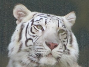 Siegfried & Roy's Secret Garden and Dolphin Habitat, Siegfried & Roy's Secret Garden at Mirage Las Vegas, Dolphin Habitat at Mirage Las Vegas, Trainer for a day at Mirage Las Vegas, Mirage Hotel & Casino Las Vegas, Mirage Las Vegas, Siegfried & Roy, Siegfried & Roy Las Vegas, Siegfried & Roy at Mirage Las Vegas, Siegfried & Roy's Secret Garden and Dolphin Habitat Las Vegas, Las Vegas Strip, Las Vegas Boulevard