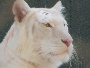 Siegfried & Roy's Secret Garden and Dolphin Habitat, Siegfried & Roy's Secret Garden at Mirage Las Vegas, Dolphin Habitat at Mirage Las Vegas, Trainer for a day at Mirage Las Vegas, Mirage Hotel & Casino Las Vegas, Mirage Las Vegas, Siegfried & Roy, Siegfried & Roy Las Vegas, Siegfried & Roy at Mirage Las Vegas, Siegfried & Roy's Secret Garden and Dolphin Habitat Las Vegas, Las Vegas Strip, Las Vegas Boulevard