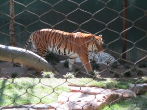 Siegfried & Roy's Secret Garden and Dolphin Habitat, Siegfried & Roy's Secret Garden at Mirage Las Vegas, Dolphin Habitat at Mirage Las Vegas, Trainer for a day at Mirage Las Vegas, Mirage Hotel & Casino Las Vegas, Mirage Las Vegas, Siegfried & Roy, Siegfried & Roy Las Vegas, Siegfried & Roy at Mirage Las Vegas, Siegfried & Roy's Secret Garden and Dolphin Habitat Las Vegas, Las Vegas Strip, Las Vegas Boulevard