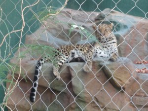 Siegfried & Roy's Secret Garden and Dolphin Habitat, Siegfried & Roy's Secret Garden at Mirage Las Vegas, Dolphin Habitat at Mirage Las Vegas, Trainer for a day at Mirage Las Vegas, Mirage Hotel & Casino Las Vegas, Mirage Las Vegas, Siegfried & Roy, Siegfried & Roy Las Vegas, Siegfried & Roy at Mirage Las Vegas, Siegfried & Roy's Secret Garden and Dolphin Habitat Las Vegas, Las Vegas Strip, Las Vegas Boulevard