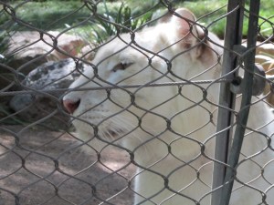 Siegfried & Roy's Secret Garden and Dolphin Habitat, Siegfried & Roy's Secret Garden at Mirage Las Vegas, Dolphin Habitat at Mirage Las Vegas, Trainer for a day at Mirage Las Vegas, Mirage Hotel & Casino Las Vegas, Mirage Las Vegas, Siegfried & Roy, Siegfried & Roy Las Vegas, Siegfried & Roy at Mirage Las Vegas, Siegfried & Roy's Secret Garden and Dolphin Habitat Las Vegas, Las Vegas Strip, Las Vegas Boulevard