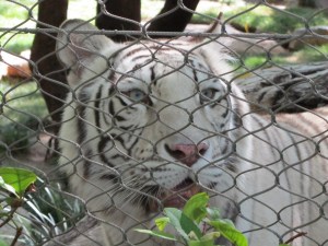 Siegfried & Roy's Secret Garden and Dolphin Habitat, Siegfried & Roy's Secret Garden at Mirage Las Vegas, Dolphin Habitat at Mirage Las Vegas, Trainer for a day at Mirage Las Vegas, Mirage Hotel & Casino Las Vegas, Mirage Las Vegas, Siegfried & Roy, Siegfried & Roy Las Vegas, Siegfried & Roy at Mirage Las Vegas, Siegfried & Roy's Secret Garden and Dolphin Habitat Las Vegas, Las Vegas Strip, Las Vegas Boulevard