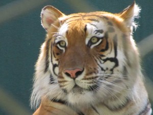 Siegfried & Roy's Secret Garden and Dolphin Habitat, Siegfried & Roy's Secret Garden at Mirage Las Vegas, Dolphin Habitat at Mirage Las Vegas, Trainer for a day at Mirage Las Vegas, Mirage Hotel & Casino Las Vegas, Mirage Las Vegas, Siegfried & Roy, Siegfried & Roy Las Vegas, Siegfried & Roy at Mirage Las Vegas, Siegfried & Roy's Secret Garden and Dolphin Habitat Las Vegas, Las Vegas Strip, Las Vegas Boulevard