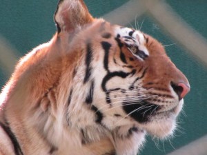 Siegfried & Roy's Secret Garden and Dolphin Habitat, Siegfried & Roy's Secret Garden at Mirage Las Vegas, Dolphin Habitat at Mirage Las Vegas, Trainer for a day at Mirage Las Vegas, Mirage Hotel & Casino Las Vegas, Mirage Las Vegas, Siegfried & Roy, Siegfried & Roy Las Vegas, Siegfried & Roy at Mirage Las Vegas, Siegfried & Roy's Secret Garden and Dolphin Habitat Las Vegas, Las Vegas Strip, Las Vegas Boulevard