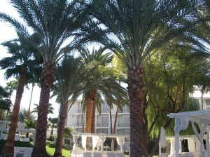 Tropicana Las Vegas, Tropicana Hotel & Casino Las Vegas, Tropicana Resort & Casino Las Vegas, Tropicana, Bagatelle Beach & Nightclub, Bagatelle Beach & Nightclub Las Vegas, Bagatelle Las Vegas, Laugh Factory, Laugh Factory Las Vegas, Jan Rouven Las Vegas, Trop Plus Players Club, Las Vegas Strip, Las Vegas Boulevard, Slots, Slotmachines, Videpoker, poker, Blackjack, Roulette, Baccarat, Sports Book, Gaming, Gambling