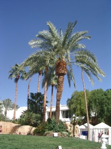 Tropicana Las Vegas, Tropicana Hotel & Casino Las Vegas, Tropicana Resort & Casino Las Vegas, Tropicana, Bagatelle Beach & Nightclub, Bagatelle Beach & Nightclub Las Vegas, Bagatelle Las Vegas, Laugh Factory, Laugh Factory Las Vegas, Jan Rouven Las Vegas, Trop Plus Players Club, Las Vegas Strip, Las Vegas Boulevard, Slots, Slotmachines, Videpoker, poker, Blackjack, Roulette, Baccarat, Sports Book, Gaming, Gambling