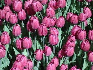 Spring Celebration at Bellagio Conservatory, Bellagio Conservatory, Bellagio Las Vegas, Bellagio Hotel & Casino Las Vegas, Bellagio Resort & Casino Las Vegas, Bellagio Hotel & Casino, Bellagio Resort & Casino, Bellagio Conservatory & Botanical Garden, Bellagio Botanical Garden, Las Vegas Boulevard, Las Vegas, Las Vegas Strip, Mlife, MGM Resorts, Steve Wynn