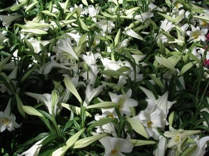 Spring Celebration at Bellagio Conservatory, Bellagio Conservatory, Bellagio Las Vegas, Bellagio Hotel & Casino Las Vegas, Bellagio Resort & Casino Las Vegas, Bellagio Hotel & Casino, Bellagio Resort & Casino, Bellagio Conservatory & Botanical Garden, Bellagio Botanical Garden, Las Vegas Boulevard, Las Vegas, Las Vegas Strip, Mlife, MGM Resorts, Steve Wynn