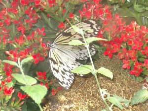 Spring Celebration at Bellagio Conservatory, Bellagio Conservatory, Bellagio Las Vegas, Bellagio Hotel & Casino Las Vegas, Bellagio Resort & Casino Las Vegas, Bellagio Hotel & Casino, Bellagio Resort & Casino, Bellagio Conservatory & Botanical Garden, Bellagio Botanical Garden, Las Vegas Boulevard, Las Vegas, Las Vegas Strip, Mlife, MGM Resorts, Steve Wynn