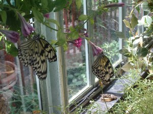 Spring Celebration at Bellagio Conservatory, Bellagio Conservatory, Bellagio Las Vegas, Bellagio Hotel & Casino Las Vegas, Bellagio Resort & Casino Las Vegas, Bellagio Hotel & Casino, Bellagio Resort & Casino, Bellagio Conservatory & Botanical Garden, Bellagio Botanical Garden, Las Vegas Boulevard, Las Vegas, Las Vegas Strip, Mlife, MGM Resorts, Steve Wynn